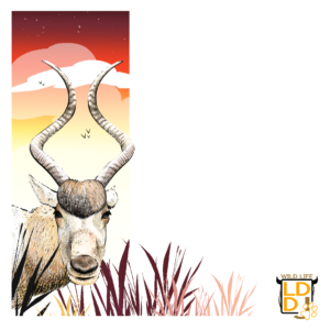 Addax