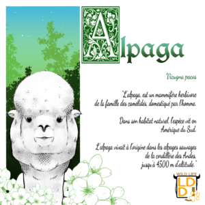 Alpaga (avec texte)