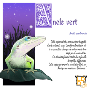Anole vert (avec texte)