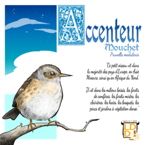 Accenteur Mouchet (avec texte)