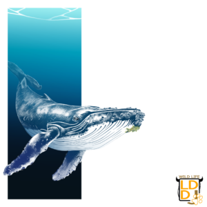 Baleine Bleue