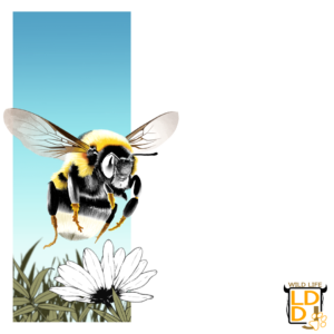Bourdon Terrestre