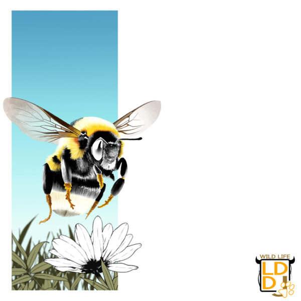 Bourdon Terrestre