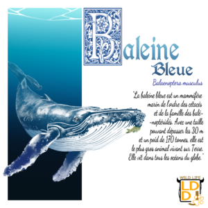 Baleine Bleue (Avec Texte)