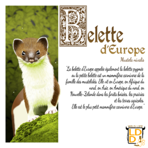 Belette d'Europe (Avec Texte)