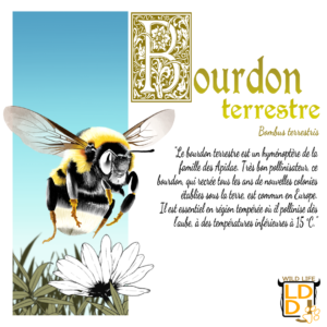 Bourdon Terrestre (Avec Texte)