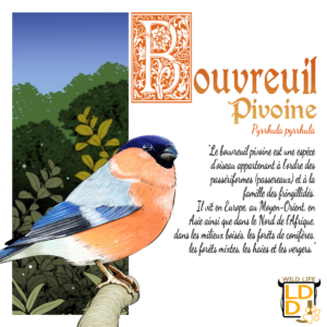 Bouvreuil Pivoine (Avec Texte)