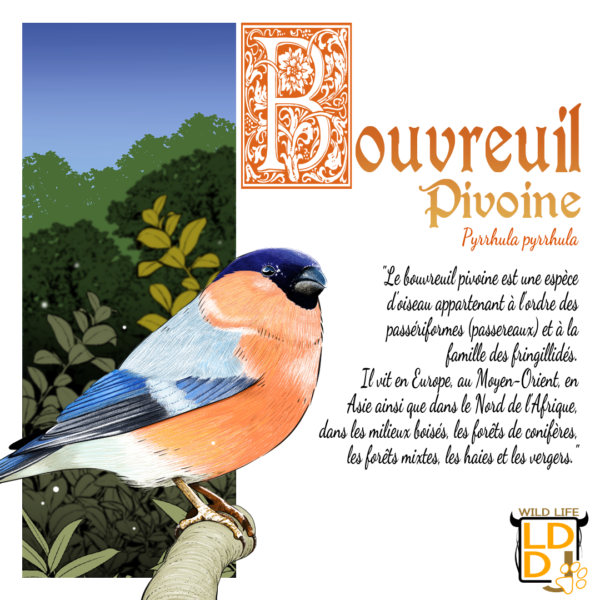Bouvreuil Pivoine (Avec Texte)
